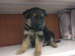 GERMAN SHEPHERD PUPPIES AVAILABLE FOR SALE